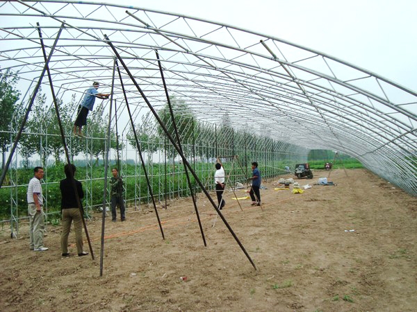 金鄉(xiāng)卜集無后墻日光溫室